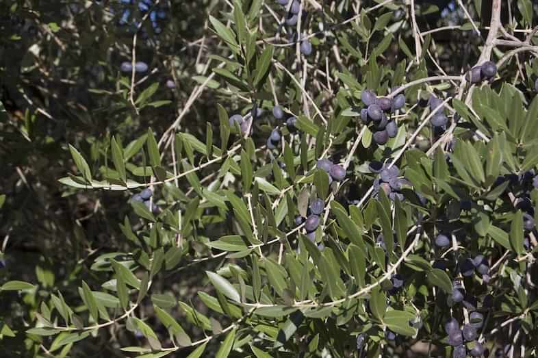 Olive biologiche | Cutrera